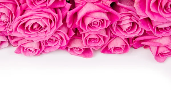 Flores de rosas — Foto de Stock