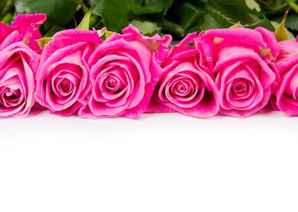 Roze bloemen — Stockfoto