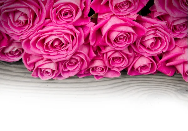 Цветение роз — стоковое фото