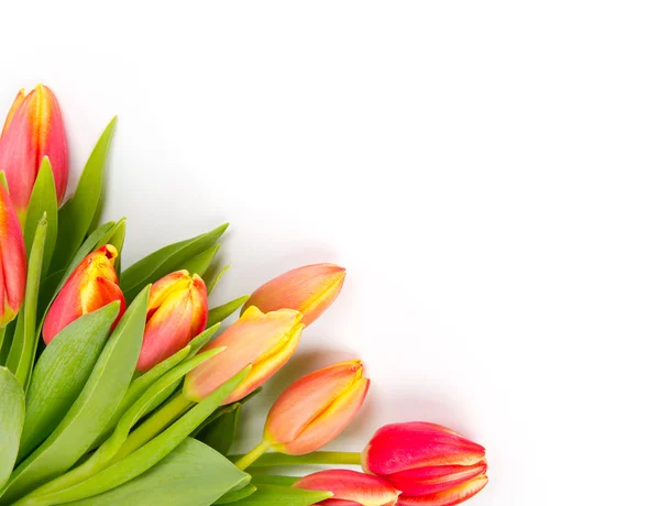 Tulpenblüten — Stockfoto