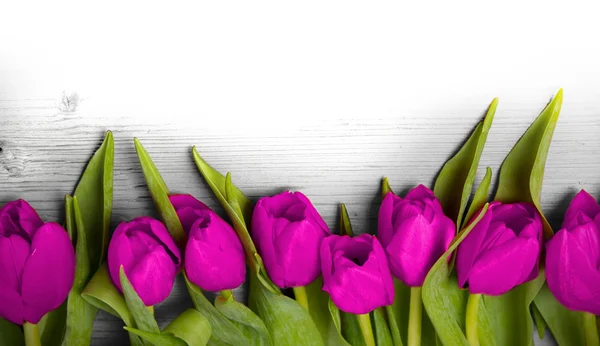 Tulpenblüten — Stockfoto