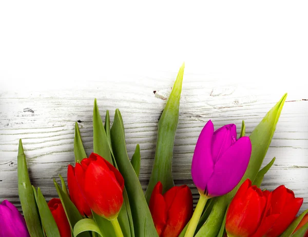 Kwiaty tulipan — Zdjęcie stockowe