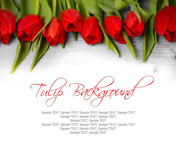 Tulip blooms — Stock Photo, Image