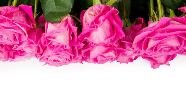 Цветение роз — стоковое фото