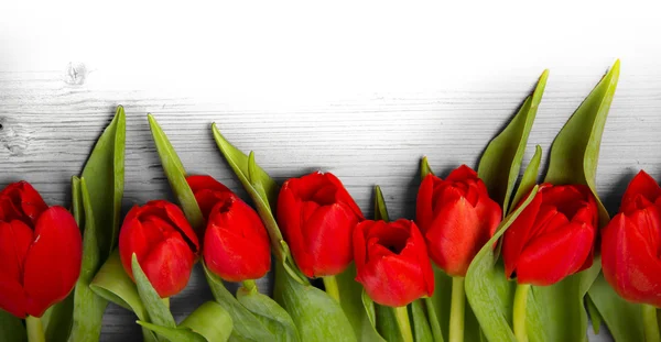 Tulp bloemen — Stockfoto