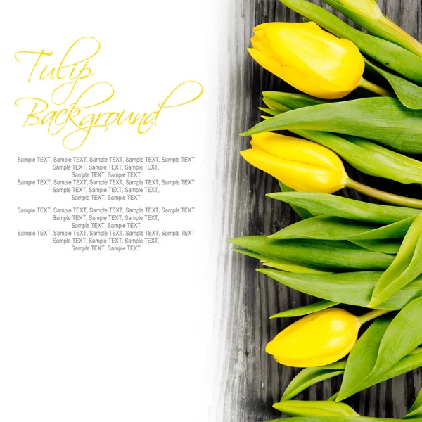 Tulip blooms — Stock Photo, Image