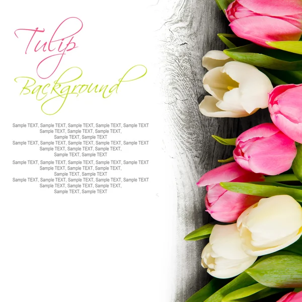 Tulpenblüten — Stockfoto