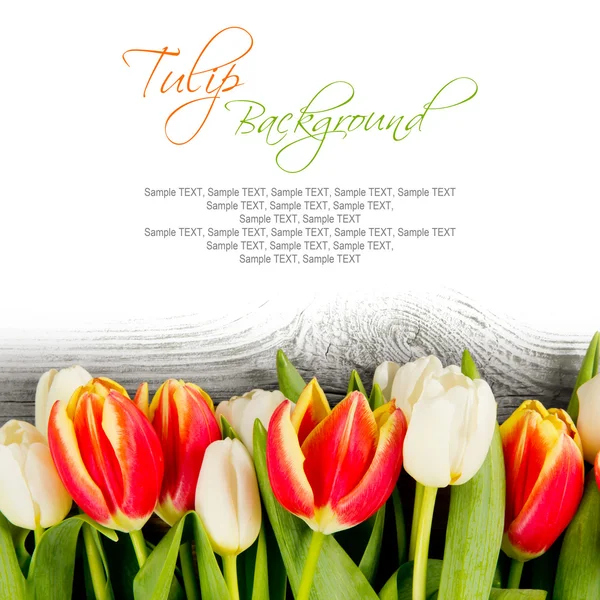 Tulip blooms — Stock Photo, Image