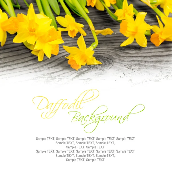 Daffodils — Stock Photo, Image