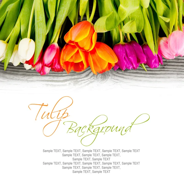 Flores de tulipa — Fotografia de Stock