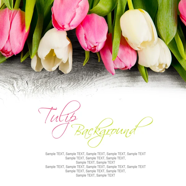 Tulip blooms — Stock Photo, Image