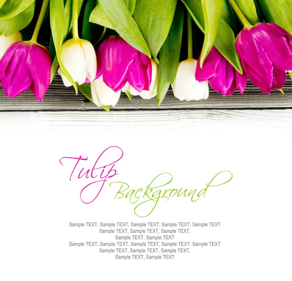 Tulip Blom — Stockfoto