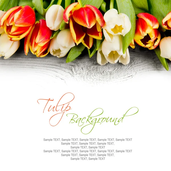 Tulip blooms — Stock Photo, Image