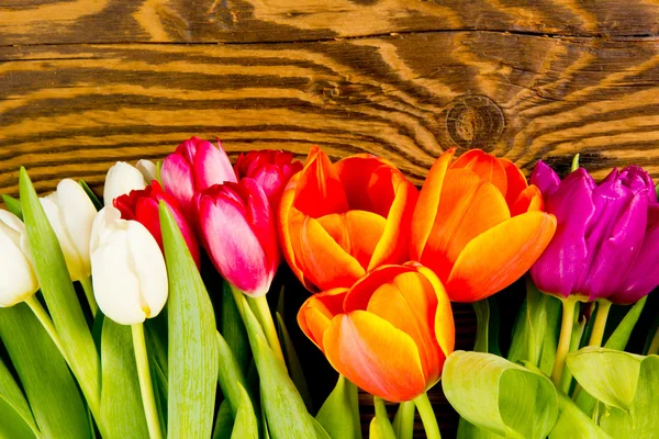 Floraciones de tulipán — Foto de Stock