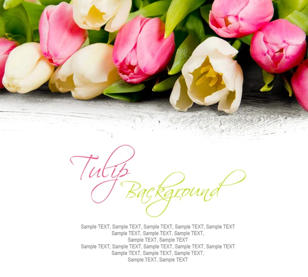 Tulip blooms — Stock Photo, Image