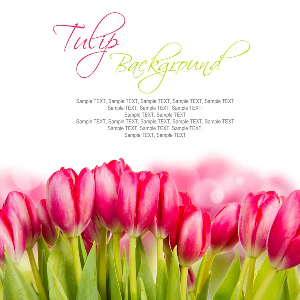 Tulip blooms — Stock Photo, Image