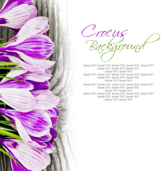 Crocus — Stockfoto