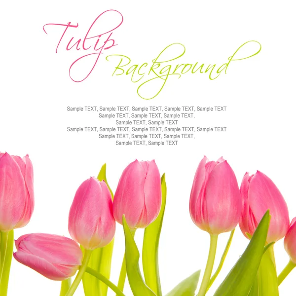 Tulip blooms — Stock Photo, Image