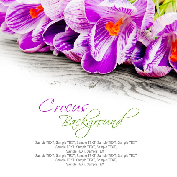 Crocus — Stock Photo, Image