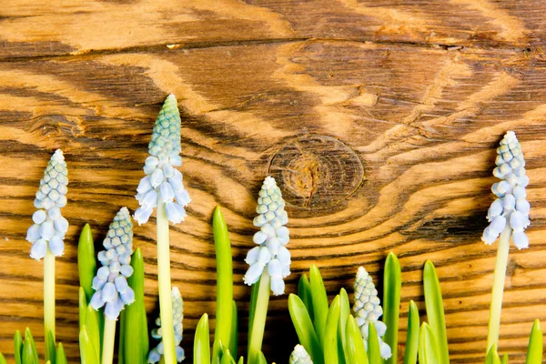 Blå hyacint — Stockfoto