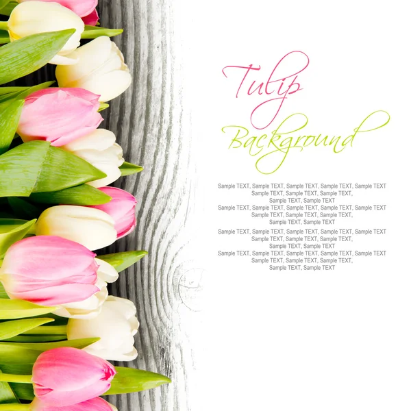 Tulip blooms — Stock Photo, Image