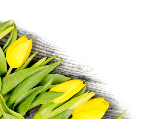 Tulpenblüten — Stockfoto