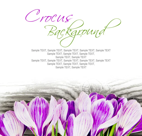 Crocus — Stock Photo, Image