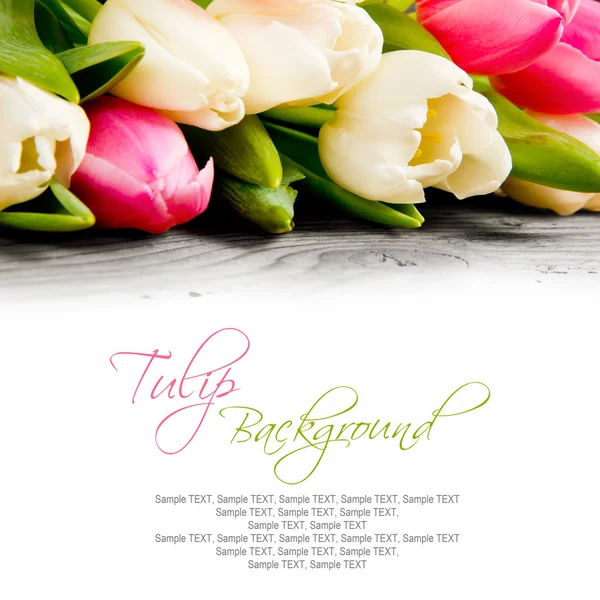 Kwiaty tulipan — Zdjęcie stockowe