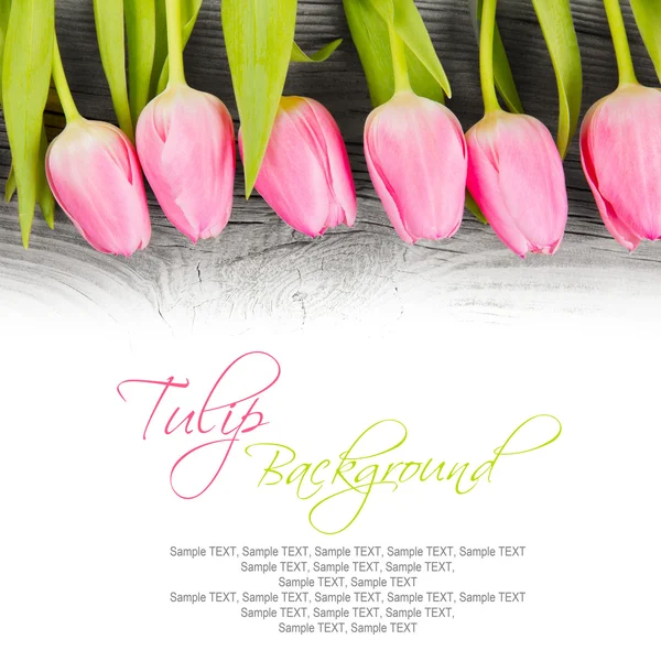 Tulip blooms — Stock Photo, Image