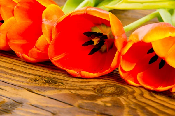 Tulp bloemen — Stockfoto