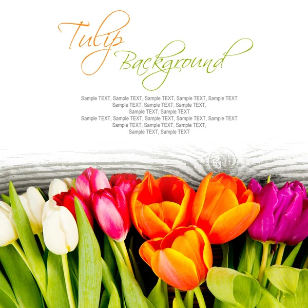 Tulip blooms — Stock Photo, Image