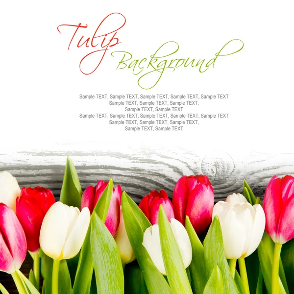 Tulip blooms — Stock Photo, Image