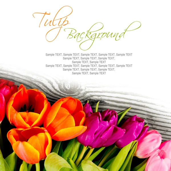 Flores de tulipa — Fotografia de Stock