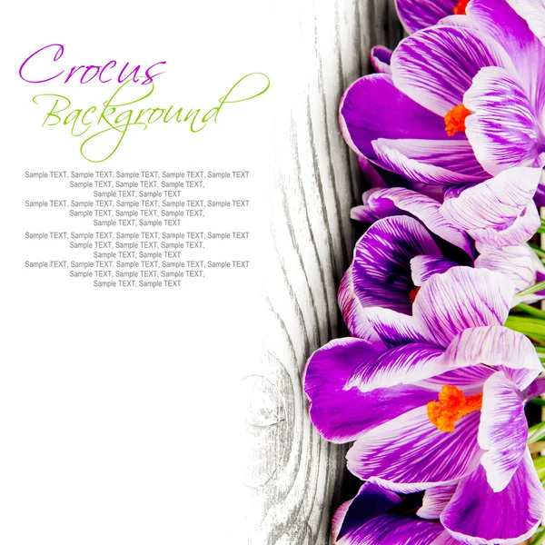 Crocus — Stock Photo, Image