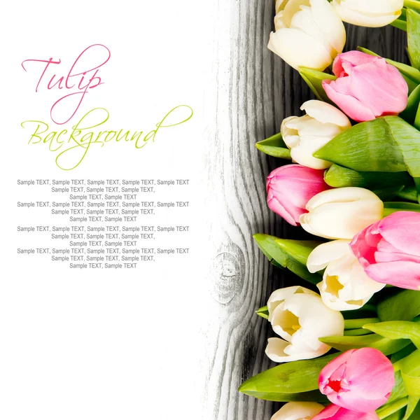 Tulip blooms — Stock Photo, Image