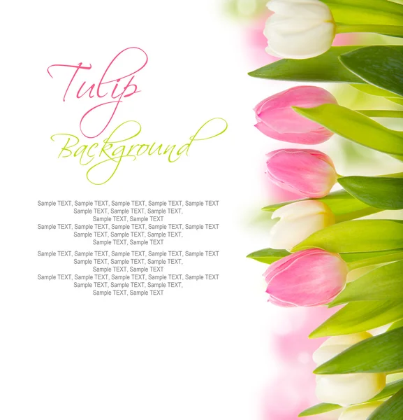 Tulip blooms — Stock Photo, Image