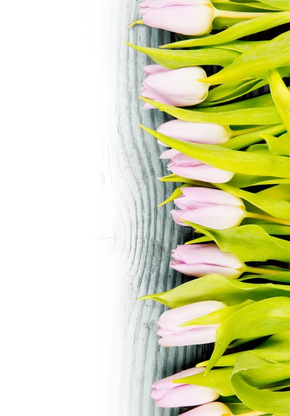 Tulp bloemen — Stockfoto