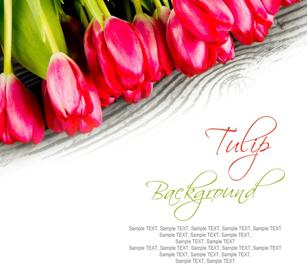 Tulip Blom — Stockfoto