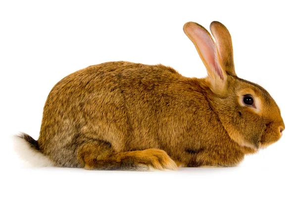 Rabbit isolated — Stock Photo, Image