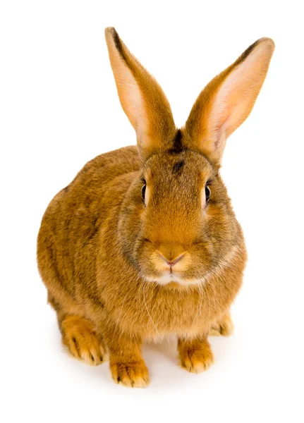Rabbit isolated — Stock Photo, Image