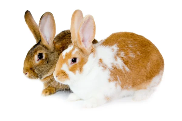 Rabbits isolated — Stock Photo, Image