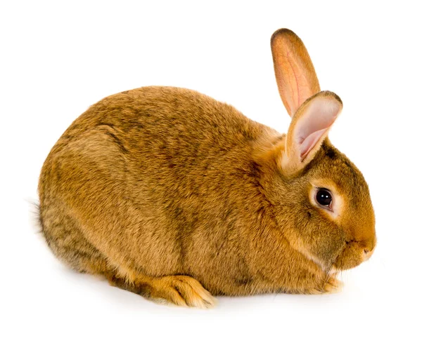 Conejo aislado —  Fotos de Stock