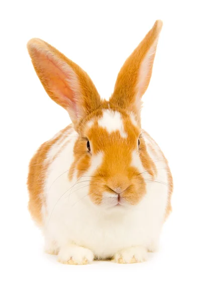 Rabbit isolated — Stock Photo, Image