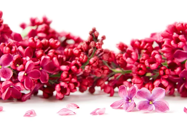 Lilac blooms — Stock Photo, Image