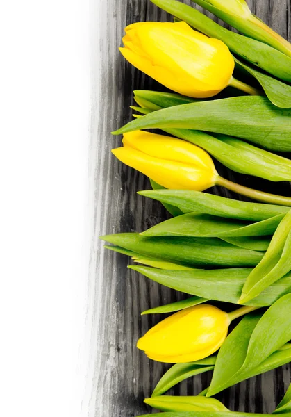 Tulip Blom — Stockfoto