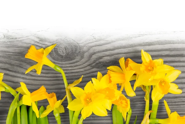 Daffodils — Stock Photo, Image