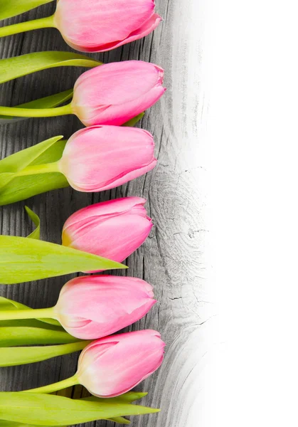 Tulip blooms — Stock Photo, Image