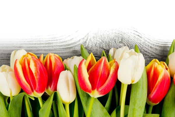 Tulpenblüten — Stockfoto