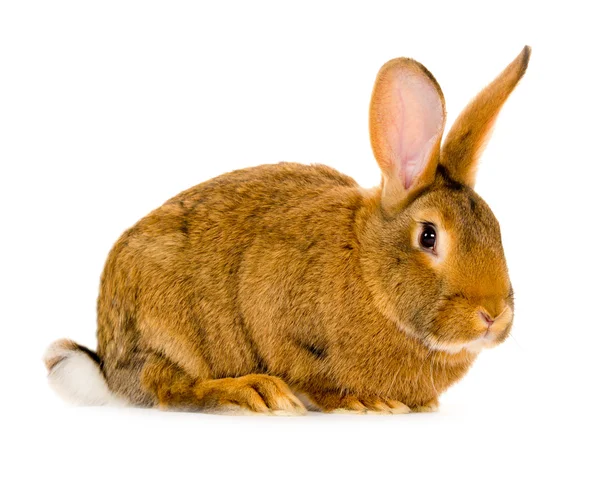 Rabbit isolated — Stock Photo, Image