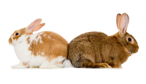 Кролики изолированы — стоковое фото